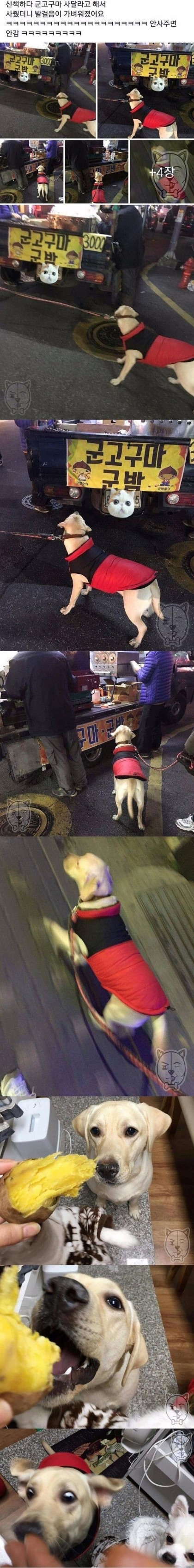 군고구마가 너무 먹고싶은 강아지 | 인스티즈