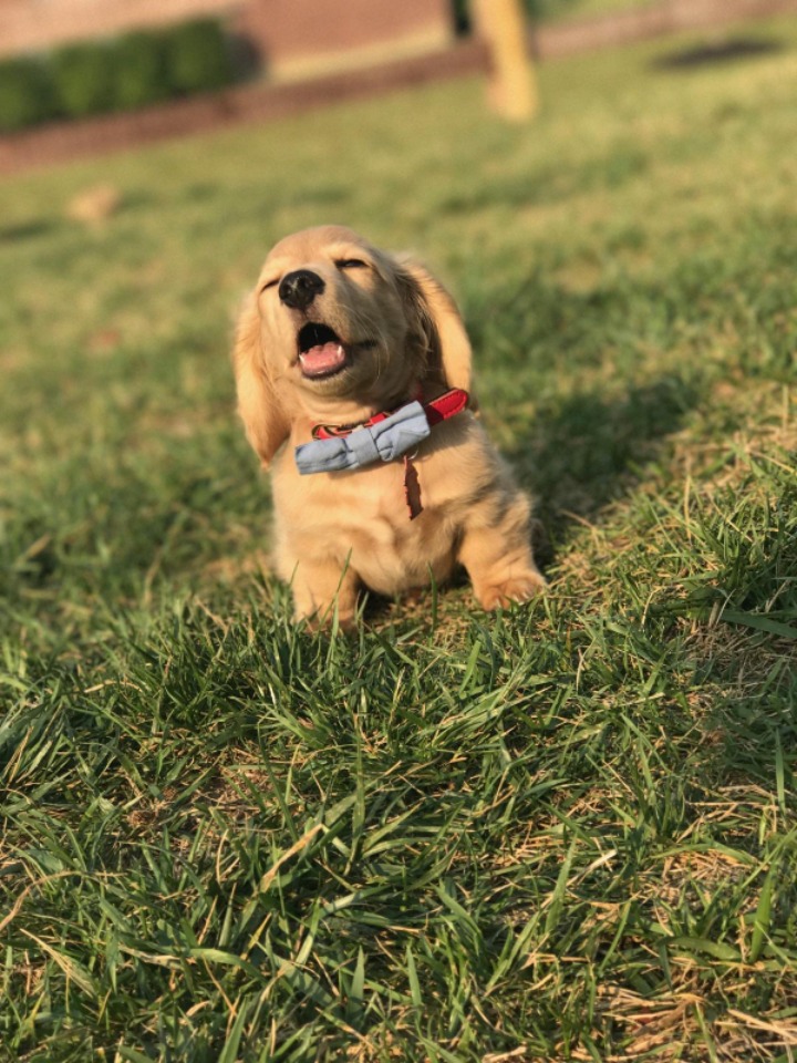 멍뭉이(개들 50) | 인스티즈