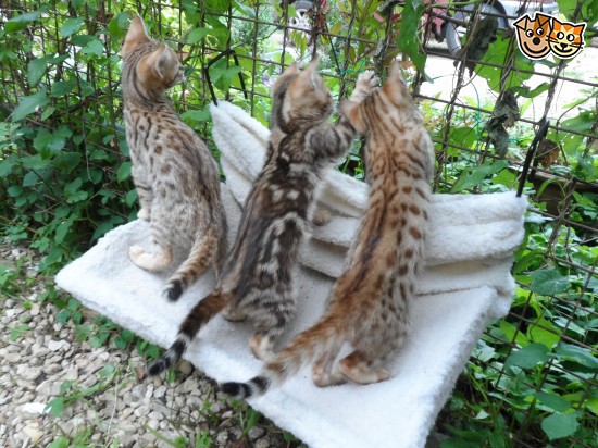 벵갈 고양이 | 인스티즈