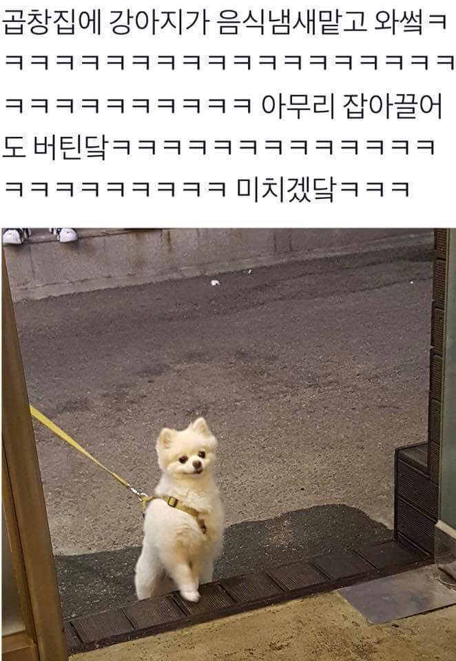 곱창냄새맡은 댕댕이 | 인스티즈
