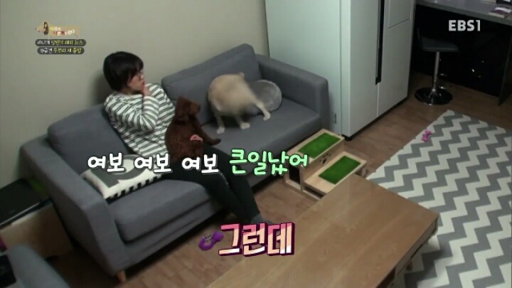 [세나개] 시도때도 없이 마운팅하고 똥을 먹는 두부의 문제 행동 고치기 -1.jpg | 인스티즈