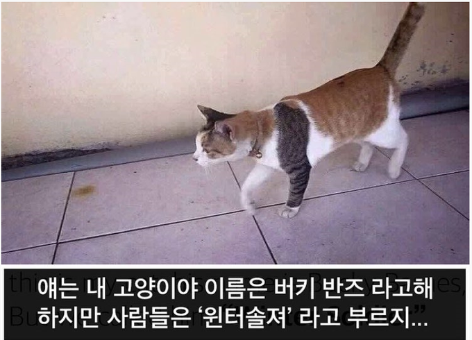 딱봐도 이름이 뻔한 고양이 | 인스티즈