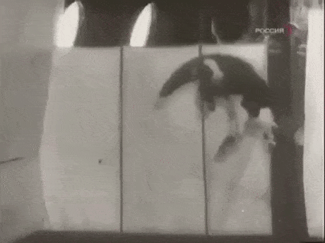 무중력 속 동물들의 모습.gif | 인스티즈
