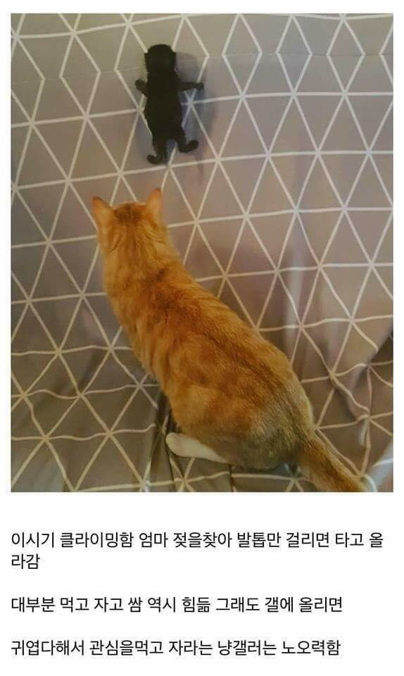 고양이를 만드는 디씨인.jpg | 인스티즈