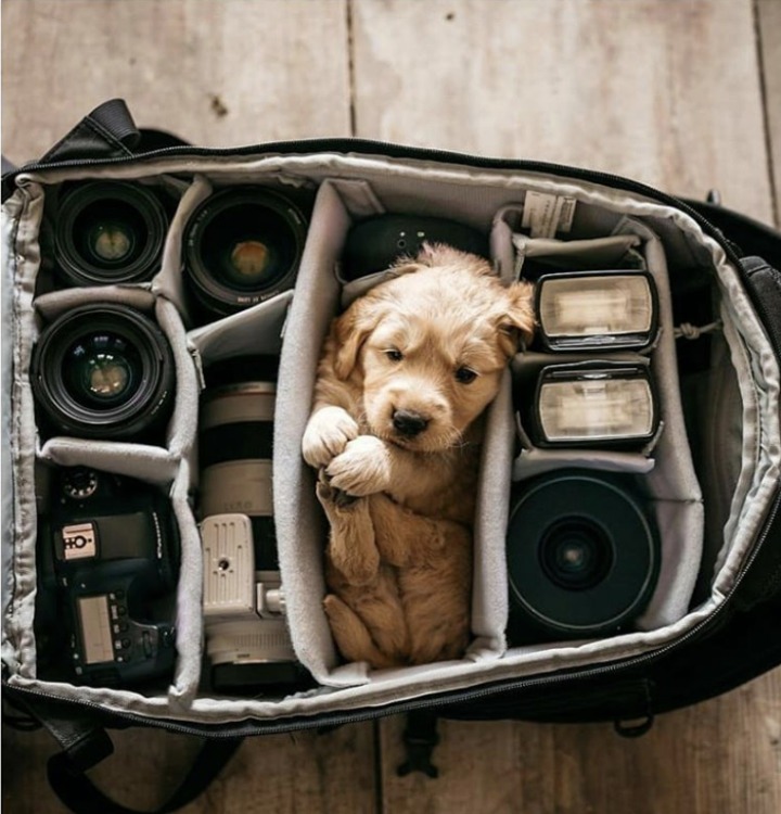 개와 고양이.jpg | 인스티즈