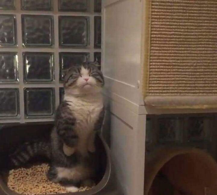 귀염뽀짝한 변비걸린고양이... | 인스티즈