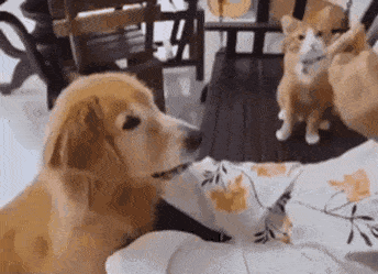 옆에서 개 따라하는 고양이.gif | 인스티즈
