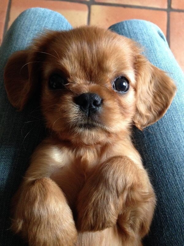 개와 고양이.jpg | 인스티즈