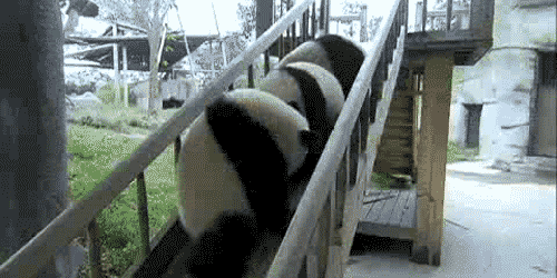 팬더 🐼 굴러다니는 게시물 | 인스티즈