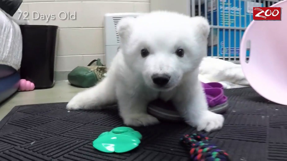 귀여운 북극곰.gif | 인스티즈