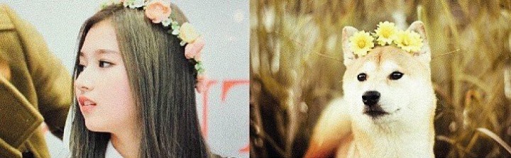 댕댕이닮은 사나 모음 | 인스티즈