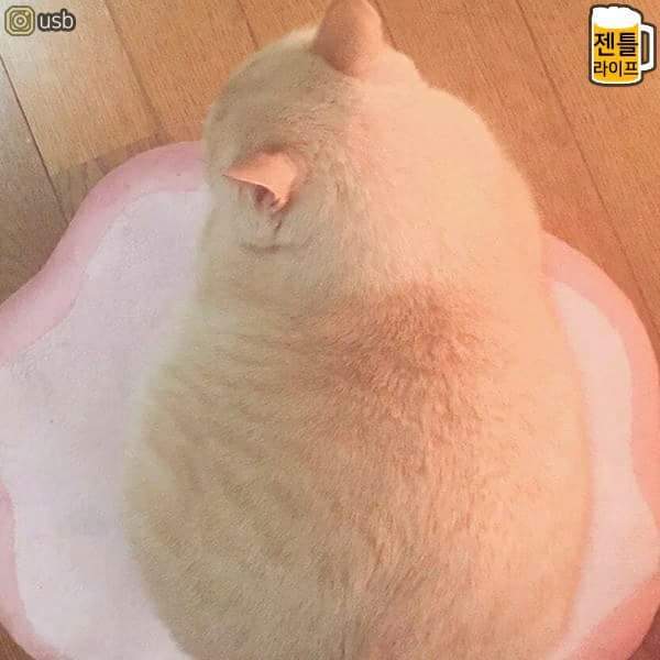 귀여운 냥냥이들 | 인스티즈