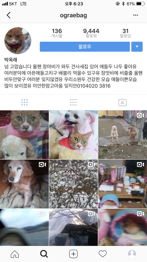 강아지 고양이 버려진 아이들 주워 키우시는 할머니 후원 받으신대! | 인스티즈