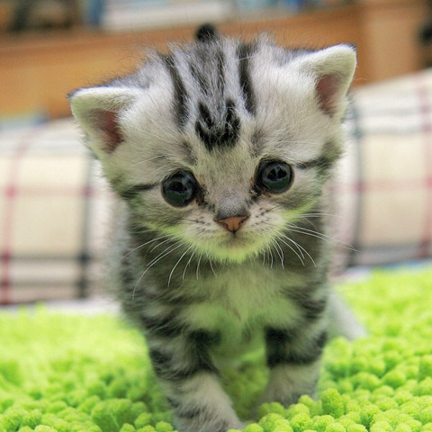금방이라도 울 것 같은 울상 고양이 루후😿 | 인스티즈