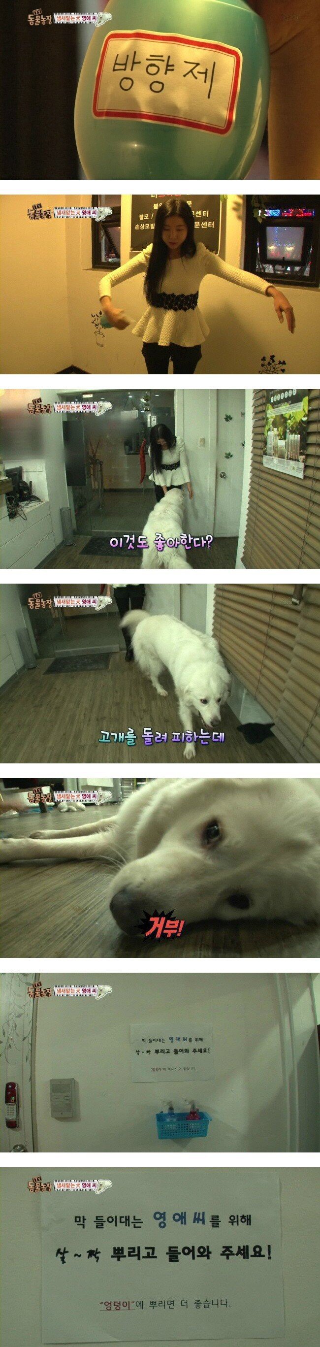 여자냄새를 좋아하는 강아지.jpg | 인스티즈