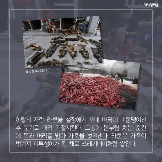 일상에 스며든 동물학대 생산품들 | 인스티즈