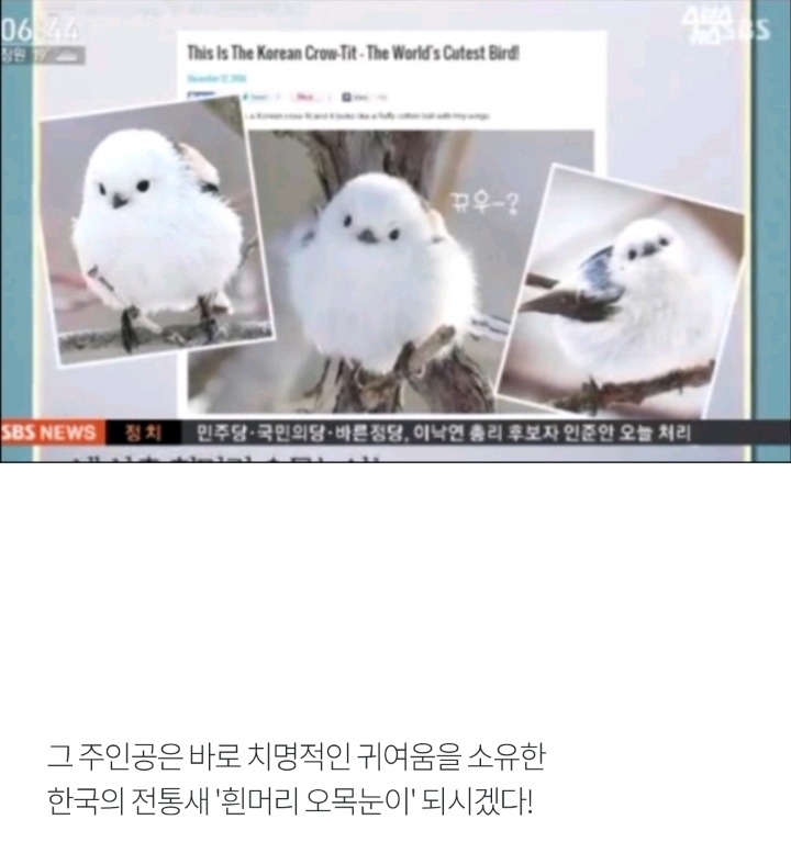 세계가 인정한 한국의 귀여움 | 인스티즈