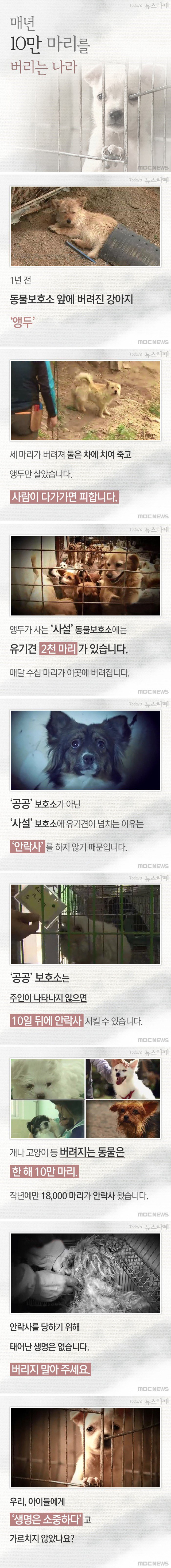 매년 동물 10만 마리를 버리는 나라 | 인스티즈
