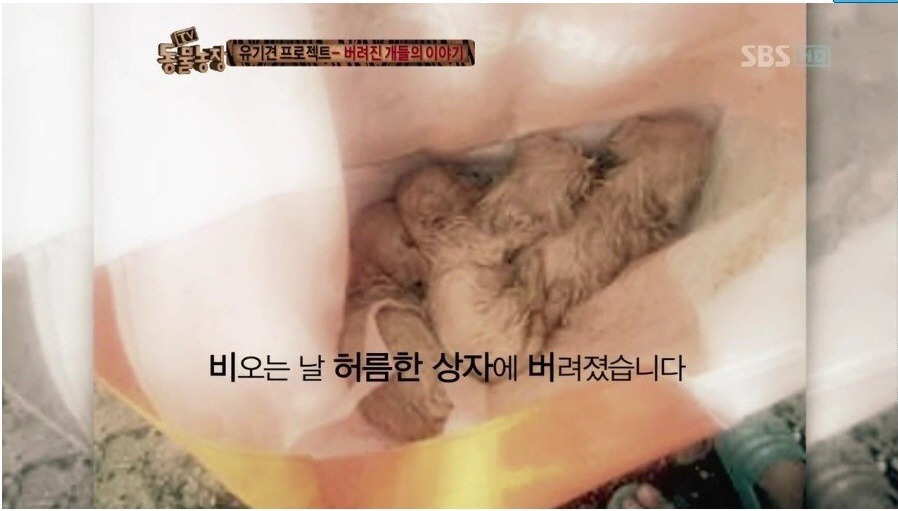 독한 마음을 먹지 않고서는 도저히 할 수 없는 직업 - 버려진 개들의 이야기.jpg | 인스티즈