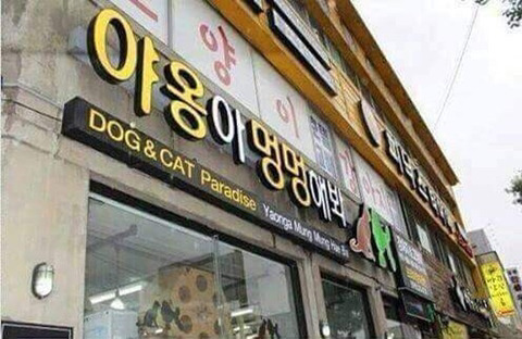 야옹 이미지