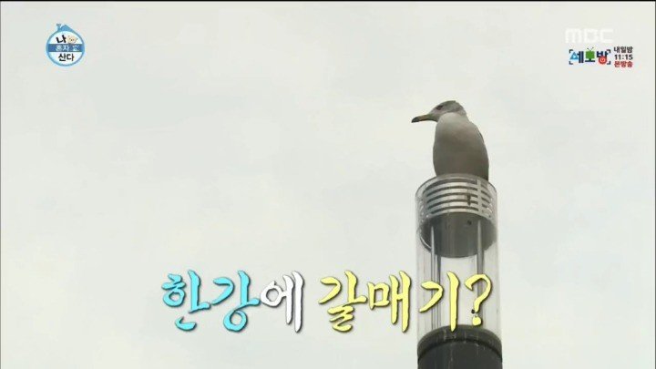 나혼자산다 하드캐리부분.jpg | 인스티즈