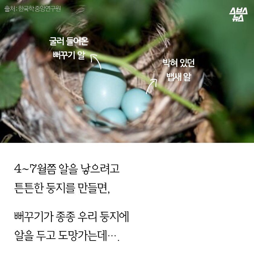 황새 따라가다 가랑이 찢어진다의 그 뱁새 | 인스티즈