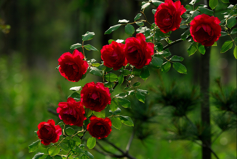 RoseDay 이미지