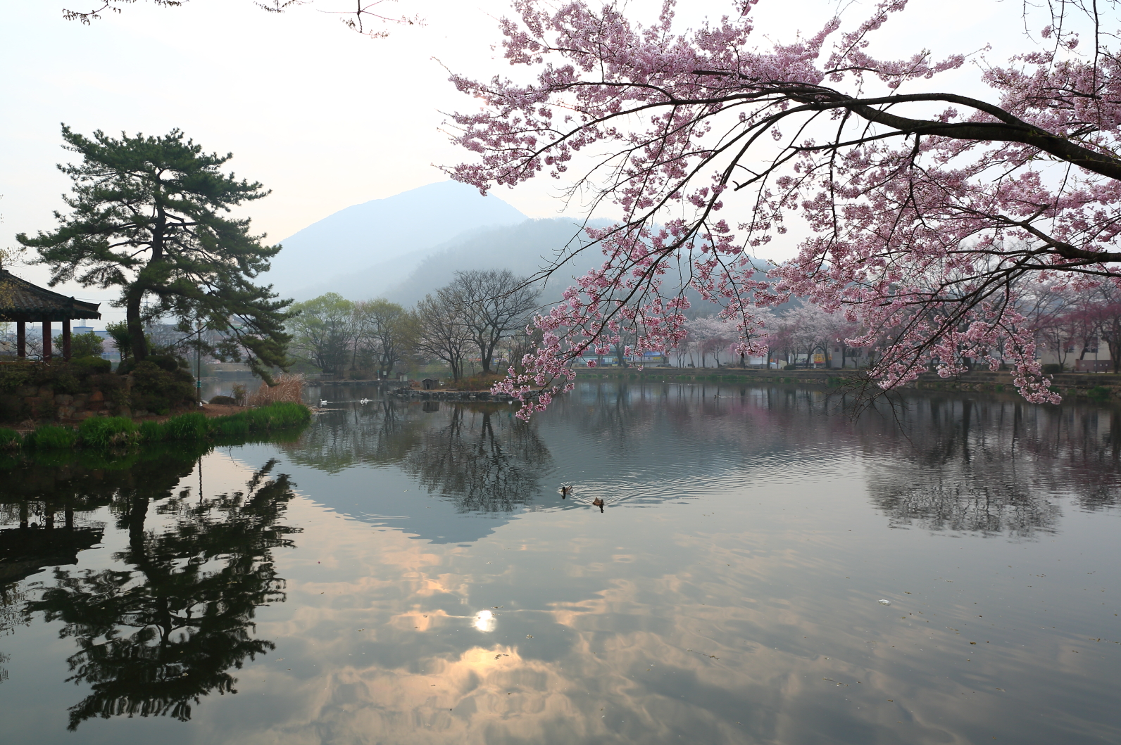 영산주 이미지
