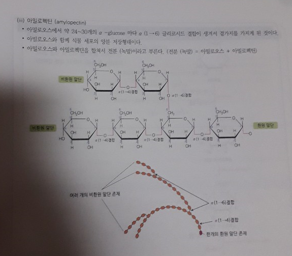 아밀로펙틴 구조